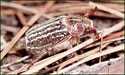 Mount Hermon June Beetle