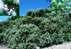 Silverleaf manzanita