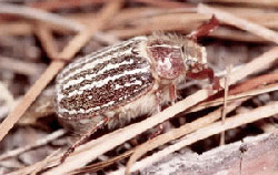 Mount Hermon June Beetle