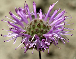 Curly leaved Monardella