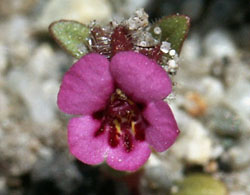 Santa Cruz Monkeyflower
