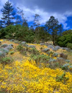 Scotts Valley