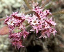 The Ben Lomond spineflower