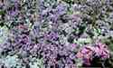 Ben Lomond Spineflower
