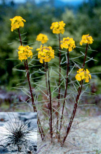 The Ben Lomond wallflower
