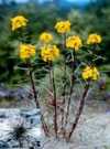 Ben Lomond Wallflower