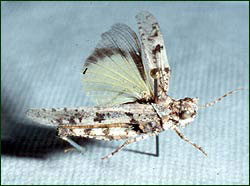 The Zayante band-winged grasshopper