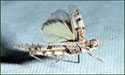 Band-winged Grasshopper